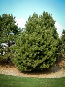 Сосна Чёрная (Pinus Nigra) купить по цене от 270.00р. в интернет-магазине «Посадика» с доставкой почтой в в Карасуке и по всей России – [изображение №1].