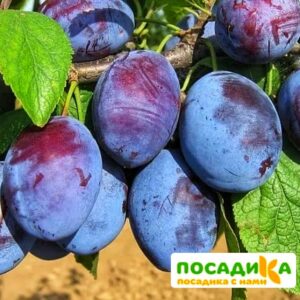 Слива Чачакская ранняя купить по цене от 229.00р. в интернет-магазине «Посадика» с доставкой почтой в в Карасуке и по всей России – [изображение №1].