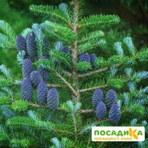 Пихта корейская (Abies koreana) купить по цене от 450.00р. в интернет-магазине «Посадика» с доставкой почтой в в Карасуке и по всей России – [изображение №1].