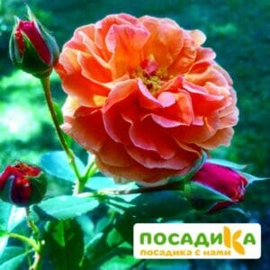 Роза Арабия купить по цене от 350.00р. в интернет-магазине «Посадика» с доставкой почтой в в Карасуке и по всей России – [изображение №1].