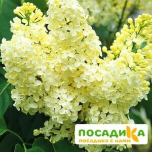 Сирень Примроуз (Primrose) купить по цене от 529.00р. в интернет-магазине «Посадика» с доставкой почтой в в Карасуке и по всей России – [изображение №1].