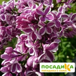 Сирень Сенсация купить по цене от 529.00р. в интернет-магазине «Посадика» с доставкой почтой в в Карасуке и по всей России – [изображение №1].