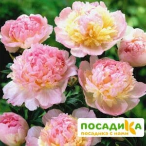 Пион Распберри Сандей (Paeonia Raspberry Sundae) купить по цене от 959р. в интернет-магазине «Посадика» с доставкой почтой в в Карасуке и по всей России – [изображение №1].