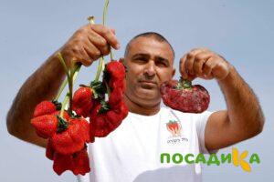 Клубника Гигант Джорнея купить по цене от 266р. в интернет-магазине «Посадика» с доставкой почтой в в Карасуке и по всей России – [изображение №1].
