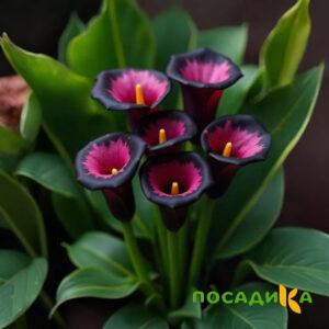 Калла Аура Лейс купить по цене от 400р. в интернет-магазине «Посадика» с доставкой почтой в в Карасуке и по всей России – [изображение №1].