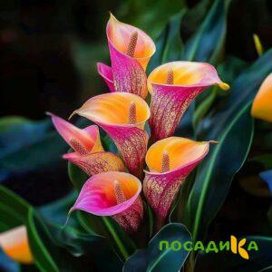 Калла Оникс купить по цене от 450р. в интернет-магазине «Посадика» с доставкой почтой в в Карасуке и по всей России – [изображение №1].