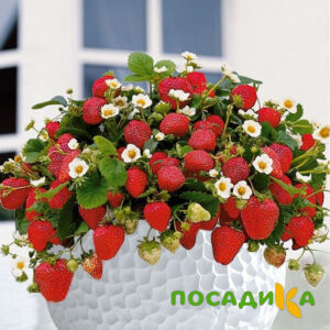 Клубника Рубиновый Шепот (горшечная) купить по цене от 240р. в интернет-магазине «Посадика» с доставкой почтой в в Карасуке и по всей России – [изображение №1].