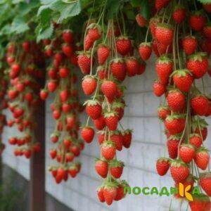 Клубника вьющаяся Комплимент купить по цене от 470р. в интернет-магазине «Посадика» с доставкой почтой в в Карасуке и по всей России – [изображение №1].