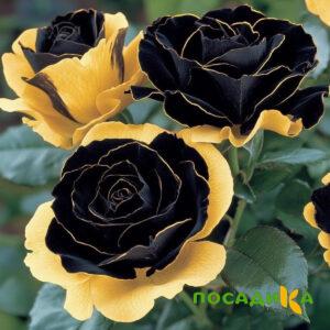 Роза Ханни Сикл купить по цене от 700р. в интернет-магазине «Посадика» с доставкой почтой в в Карасуке и по всей России – [изображение №1].