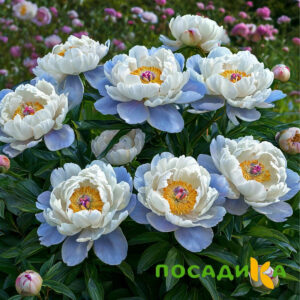 Пион акварельный Этюд купить по цене от 806р. в интернет-магазине «Посадика» с доставкой почтой в в Карасуке и по всей России – [изображение №1].