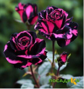 Роза Багровый Шепот купить по цене от 366р. в интернет-магазине «Посадика» с доставкой почтой в в Карасуке и по всей России – [изображение №1].