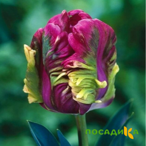 Тюльпан Экзотик Хэвен купить по цене от 186р. в интернет-магазине «Посадика» с доставкой почтой в в Карасуке и по всей России – [изображение №1].