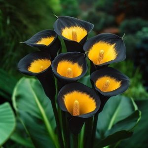 Калла Легато купить по цене от 620р. в интернет-магазине «Посадика» с доставкой почтой в в Карасуке и по всей России – [изображение №1].