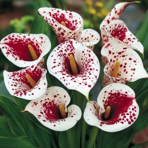 Калла Эмпайр купить по цене от 302р. в интернет-магазине «Посадика» с доставкой почтой в в Карасуке и по всей России – [изображение №1].