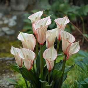 Калла Глейшер купить по цене от 299р. в интернет-магазине «Посадика» с доставкой почтой в в Карасуке и по всей России – [изображение №1].