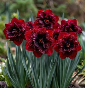 Нарцисс Сапфировый Бриз купить по цене от 3000р. в интернет-магазине «Посадика» с доставкой почтой в в Карасуке и по всей России – [изображение №1].