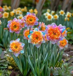 Нарцисс Айвери Дон купить по цене от 3000р. в интернет-магазине «Посадика» с доставкой почтой в в Карасуке и по всей России – [изображение №1].