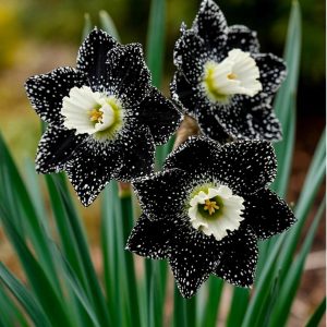 Нарцисс Кассата купить по цене от 372р. в интернет-магазине «Посадика» с доставкой почтой в в Карасуке и по всей России – [изображение №1].