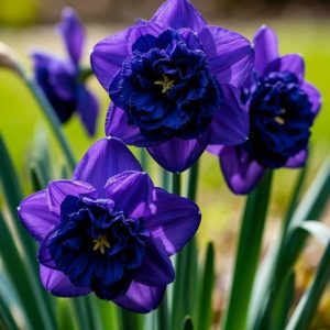 Нарцисс Арт Нуво купить по цене от 378р. в интернет-магазине «Посадика» с доставкой почтой в в Карасуке и по всей России – [изображение №1].