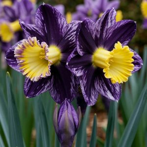 Нарцисс Акропоис купить по цене от 382р. в интернет-магазине «Посадика» с доставкой почтой в в Карасуке и по всей России – [изображение №1].