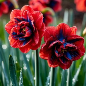 Нарцисс Эрличе купить по цене от 386р. в интернет-магазине «Посадика» с доставкой почтой в в Карасуке и по всей России – [изображение №1].